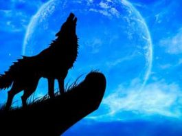 Wolf Transformation Spells That Work Instantly